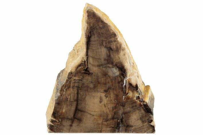 Polished, Petrified Wood (Metasequoia) Stand Up - Oregon #185134
